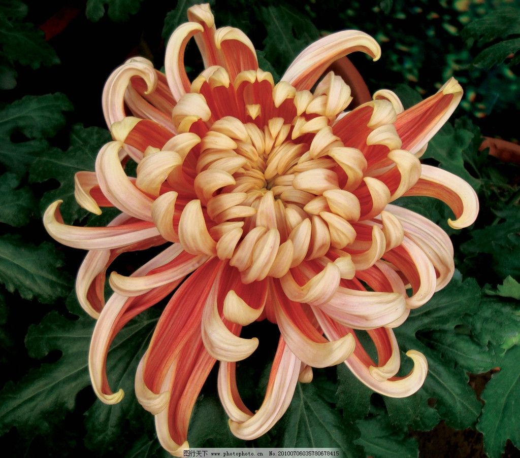 秋日盛放，千姿百態 花卉中的君子——菊花